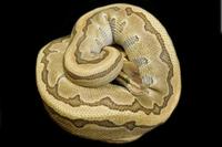 picture of Kingpin Ball Python Female Sml                                                                       Python regius